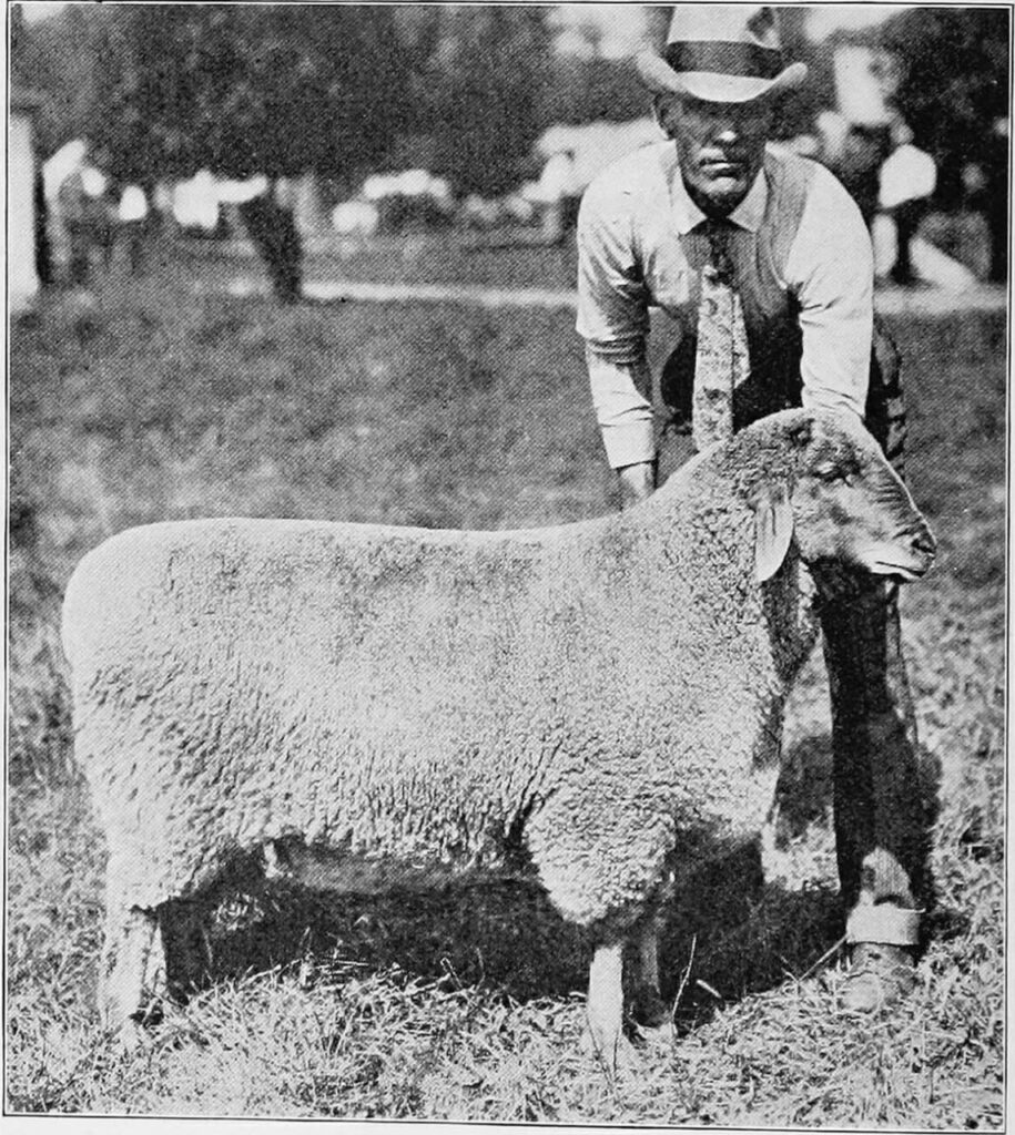 Tunis sheep